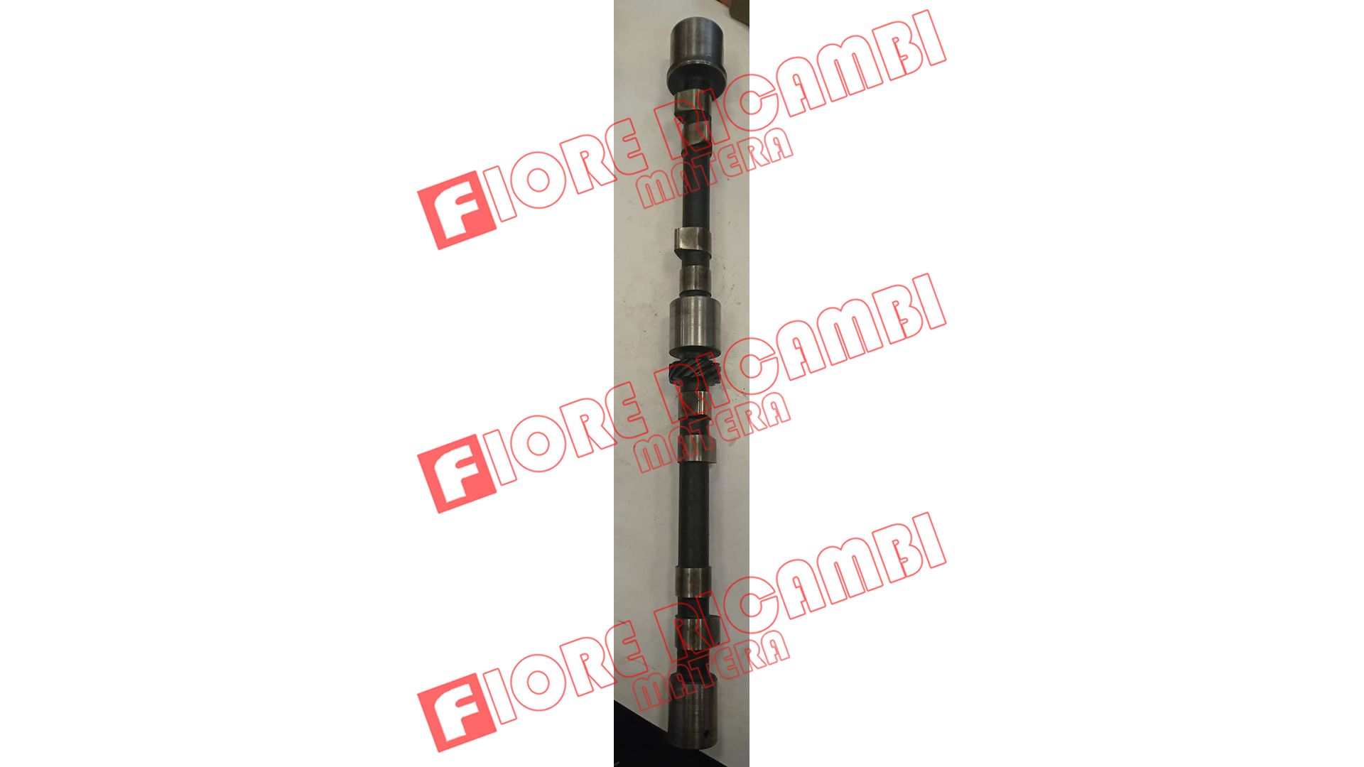 559404 - ALBERO